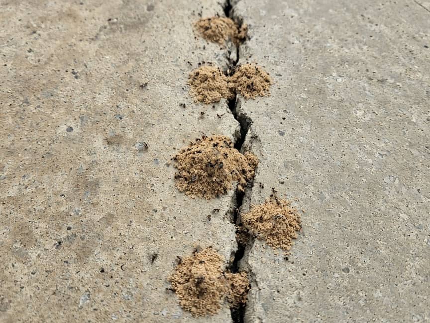 Pavement ant mound in a sidewalk crack, Central New Jersey