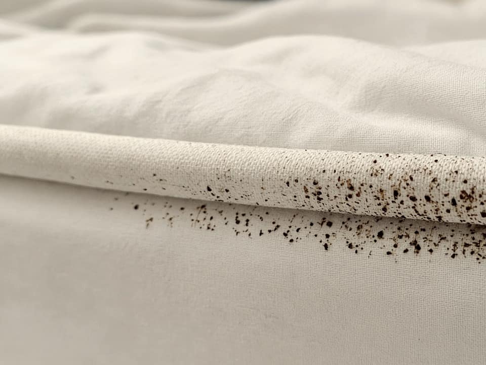 Bed bug signs on a mattress seam, Central New Jersey