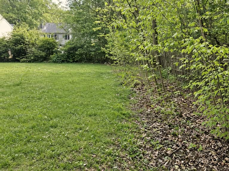 Where lawn meets woods, Central New Jersey