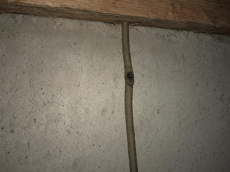 Termite mud tubes on a foundation wall, Central New Jersey