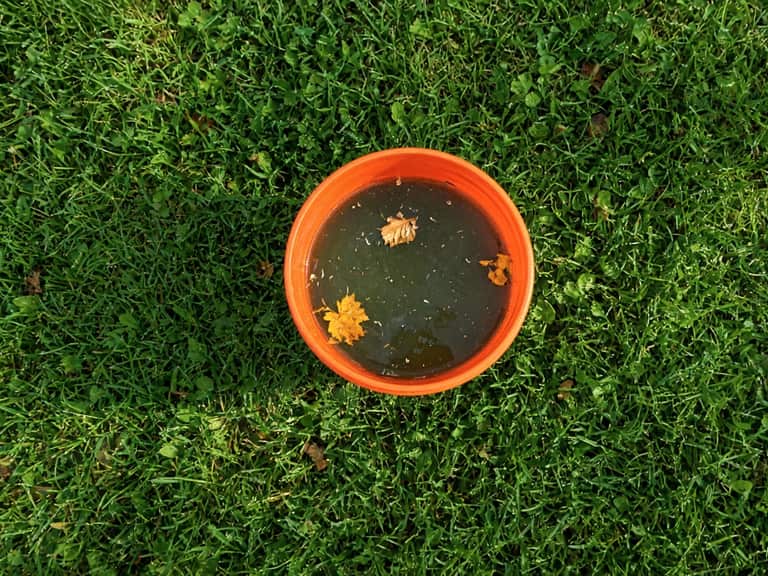 Rainwater left standing in a bucket, Central New Jersey