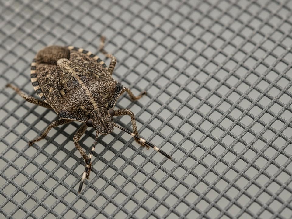 Brown marmorated stink bug on a window screen, Central New Jersey