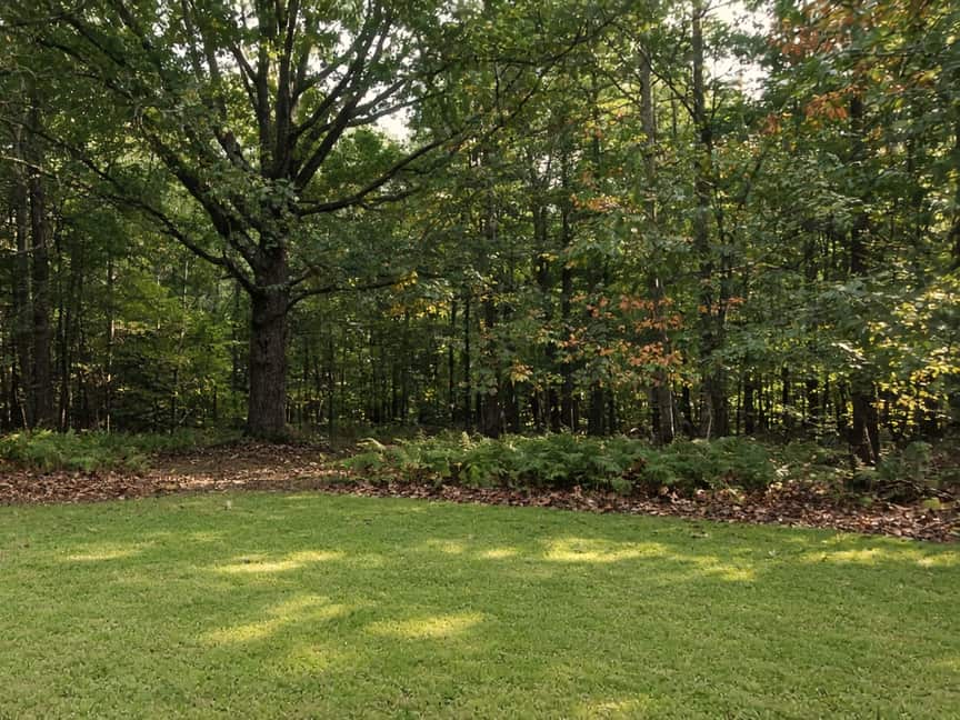 Wooded yard edge, Central New Jersey