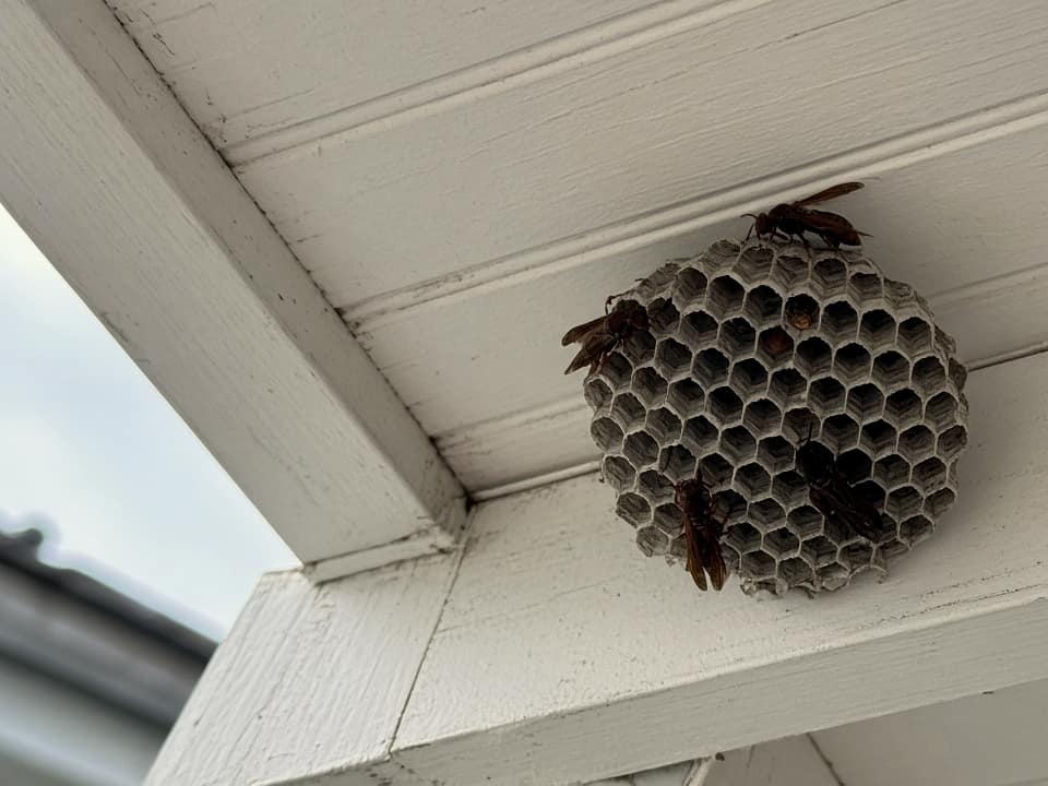 Paper wasp nest under an eave, Central New Jersey